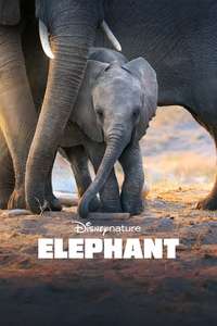 Elephant - Posters