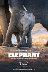 Elephant - Posters