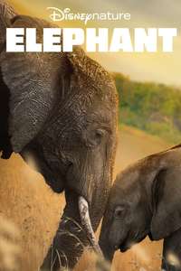 Elephant - Posters