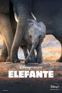 Elephant - Posters