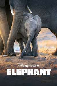 Elephant - Posters