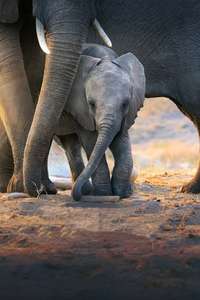 Elephant - Posters