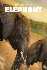 Elephant - Posters