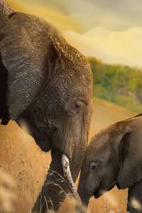 Elephant - Posters