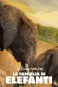 Elephant - Posters