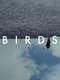 Birds (Or How to Be One)