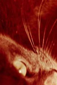 Cat's Cradle - Poster