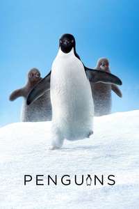 Penguins - Posters