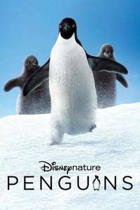 Penguins - Posters