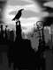 The Three Crow Boys