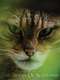 The Tigers of Scotland