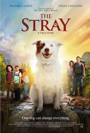 The Stray