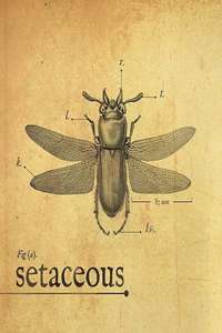 Setaceous - Poster