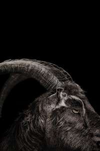 The Witch - Poster