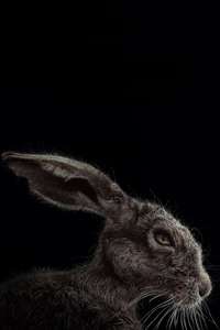 The Witch - Poster