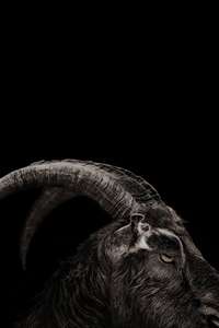 The Witch - Poster