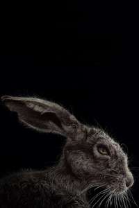 The Witch - Poster