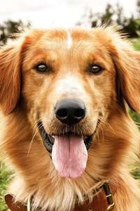 A Dog's Purpose - Poster