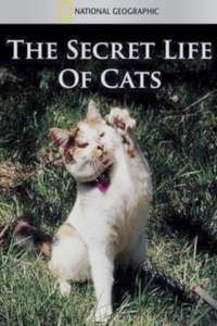 The Secret Life of Cats - Poster