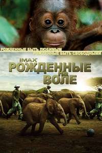 Born to Be Wild - Poster
