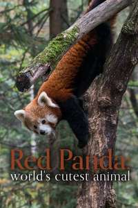 Red Panda: World's Cutest Animal - Poster