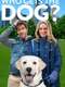 Who Gets the Dog?