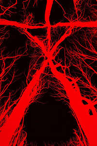 Blair Witch - Poster