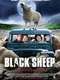 Black Sheep