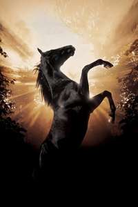 Black Beauty - Poster