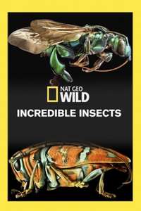 Incredible Insects - Poster
