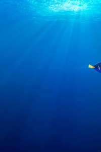 Finding Dory - Posters