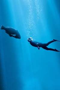 Blueback - Posters