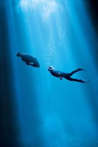 Blueback - Posters