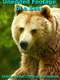Unedited Footage of a Bear