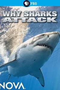 Why Sharks Attack - Poster
