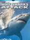 Why Sharks Attack