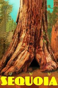 Sequoia - Poster