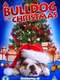 A Bulldog for Christmas