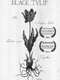 The Black Tulip