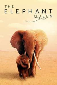The Elephant Queen - Poster