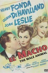 The Male Animal - Posters