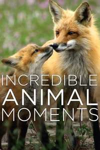 Incredible Animal Moments - Poster