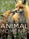 Incredible Animal Moments