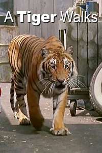 A Tiger Walks - Posters