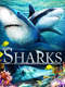 Sharks (in 3D)