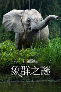 Secrets of The Elephants - Posters