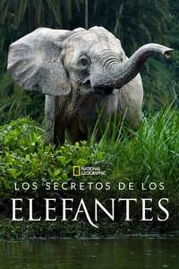 Secrets of The Elephants - Posters