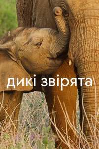 Wild Babies - Posters