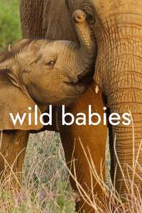 Wild Babies - Posters