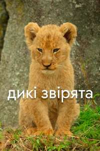Wild Babies - Posters